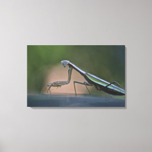 Bidden Mantis verpakt Canvas