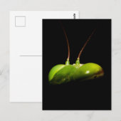 Bidsprinkhaan Briefkaart (Voorkant / Achterkant)