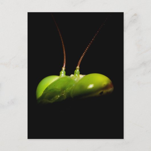 Bidsprinkhaan Briefkaart (Voorkant)