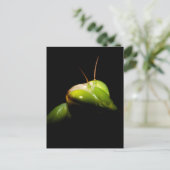 Bidsprinkhaan Briefkaart (Staand voorkant)