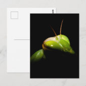Bidsprinkhaan Briefkaart (Voorkant / Achterkant)