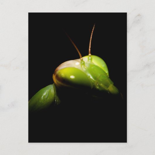 Bidsprinkhaan Briefkaart (Voorkant)
