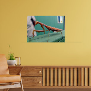 Bidsprinkhaan & mier poster