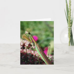 Bidsprinkhaan Natuurfotografie Notitie Kaart