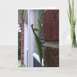 Bidsprinkhaan op bakstenen muur kaart