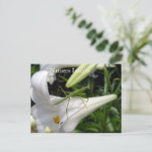 Bidsprinkhaan Op Bloem Briefkaart (Staand voorkant)