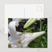 Bidsprinkhaan Op Bloem Briefkaart (Voorkant / Achterkant)