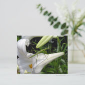 Bidsprinkhaan op bloem briefkaart (Staand voorkant)