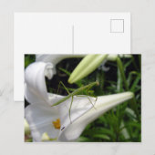 Bidsprinkhaan op bloem briefkaart (Voorkant / Achterkant)