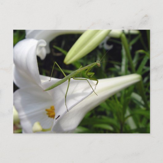 Bidsprinkhaan op bloem briefkaart (Voorkant)
