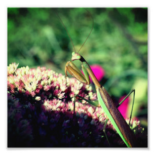 Bidsprinkhaan op sedum bloem close up 8x8 foto afdruk