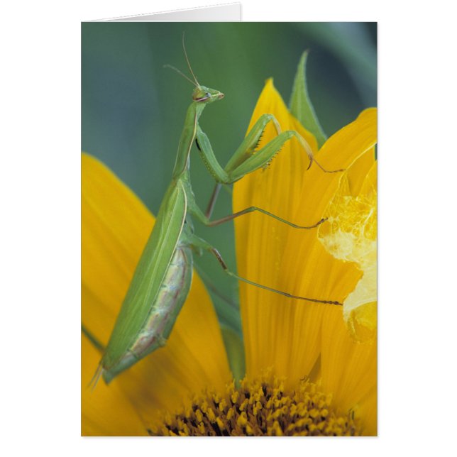 bidsprinkhaan voor vrouw (Voorkant)