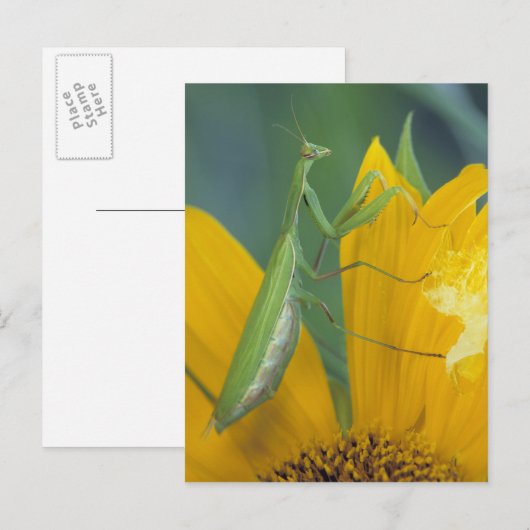 bidsprinkhaan voor vrouw briefkaart (Voorkant / Achterkant)