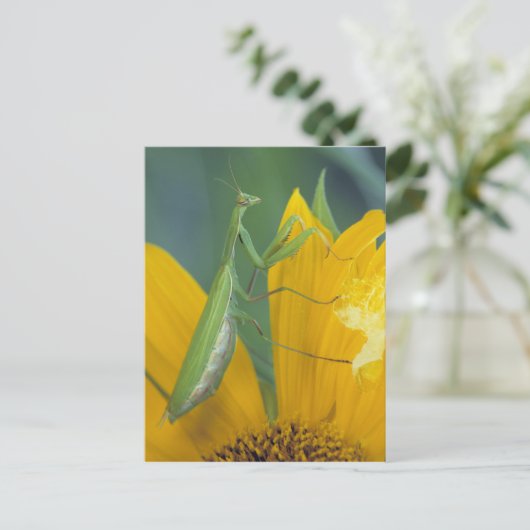 bidsprinkhaan voor vrouw briefkaart (Staand voorkant)