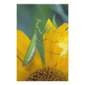 bidsprinkhaan voor vrouw foto afdruk (Voorkant)