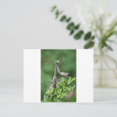 bidsprinkhanen briefkaart (Staand voorkant)