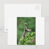 bidsprinkhanen briefkaart (Voorkant / Achterkant)