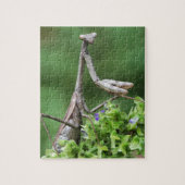 bidsprinkhanen legpuzzel (Verticaal)