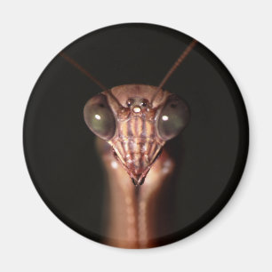 bidsprinkhanen magneet