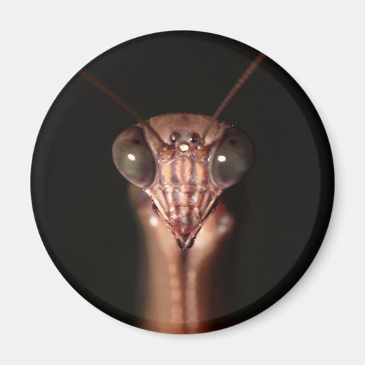 bidsprinkhanen magneet (Voorkant)