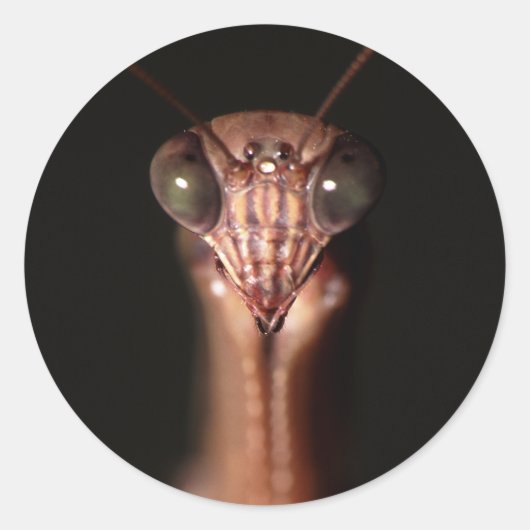 bidsprinkhanen ronde sticker (Voorkant)