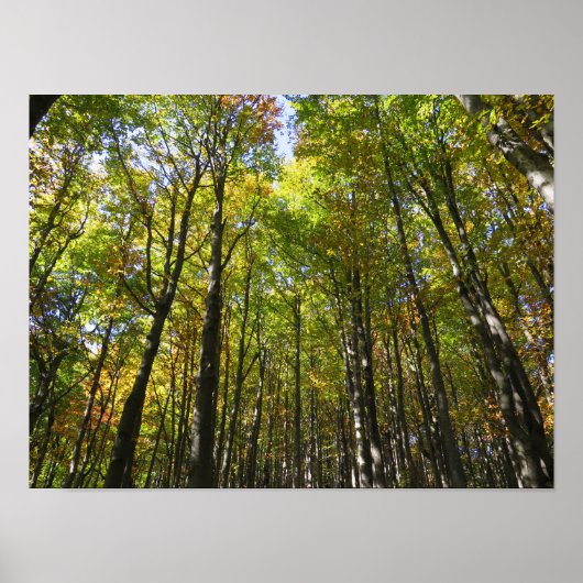 Bieszczady-poster Poster (Voorkant)