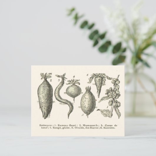 bietentypen briefkaart (Staand voorkant)