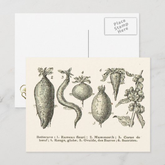 bietentypen briefkaart (Voorkant / Achterkant)