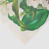 Bifrenaria Harrisoniae (Orchid) van Jean Linden Tissuepapier (Detail)