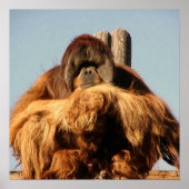 Big Ape Poster (Voorkant)