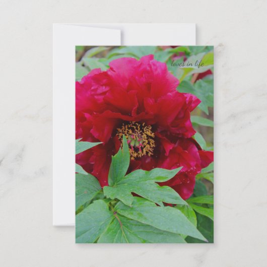 Big Bashful Bourgogne Notitiekaartje (Voorkant)