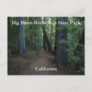 Big Basin Redwood State... Briefkaart