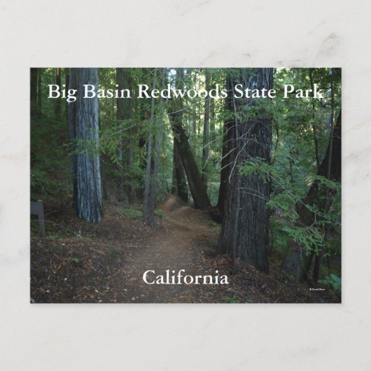 Big Basin Redwood State... Briefkaart (Voorkant)
