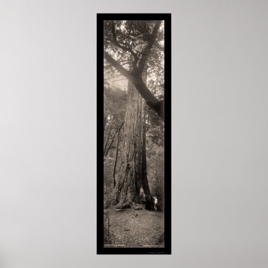 Big Basin Redwood Tree Foto 1907 Poster (Voorkant)