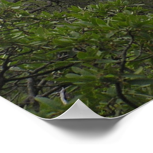 Big Bend Canyon Poster (Hoek)