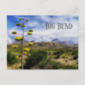 Big Bend Landscape, Century Plant Blossom, TX Briefkaart (Voorkant)