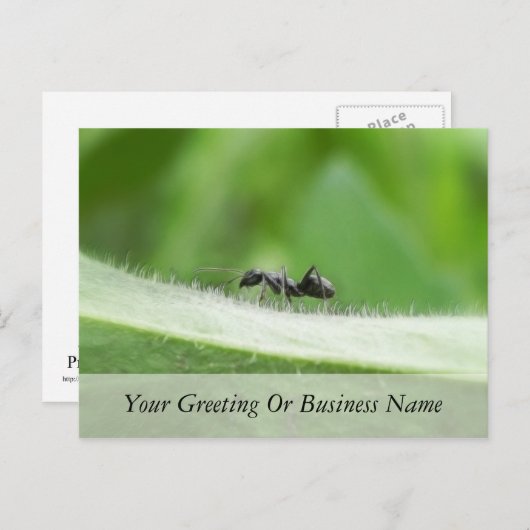 Big Black Ant Briefkaart (Voorkant / Achterkant)