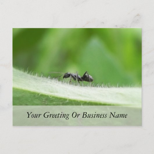 Big Black Ant Briefkaart (Voorkant)