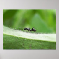 Big Black Ant