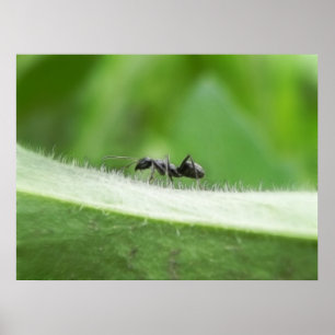 Big Black Ant Poster