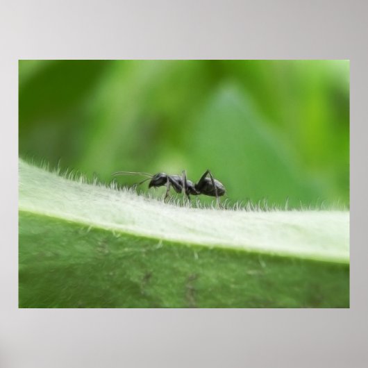 Big Black Ant Poster (Voorkant)