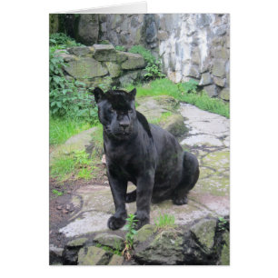 Big Black Jaguar Cat op zondag in Rock