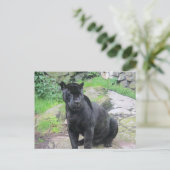 Big Black Jaguar Cat op zondag in Rock Briefkaart (Staand voorkant)