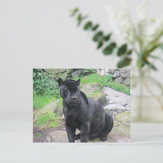 Big Black Jaguar Cat op zondag in Rock Briefkaart (Staand voorkant)