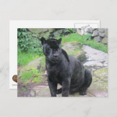 Big Black Jaguar Cat op zondag in Rock Briefkaart (Voorkant / Achterkant)