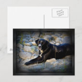 Big Black Pitbull Lab Cross Briefkaart (Voorkant / Achterkant)