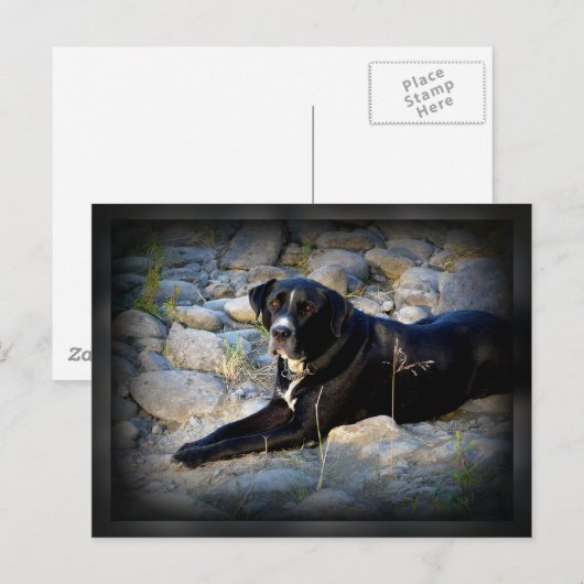 Big Black Pitbull Lab Cross Briefkaart (Voorkant / Achterkant)