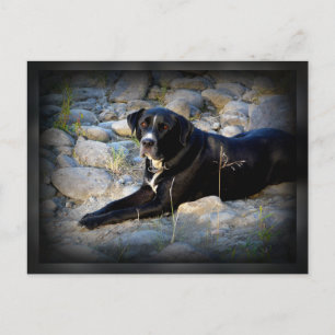 Big Black Pitbull Lab Cross Briefkaart