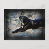 Big Black Pitbull Lab Cross Briefkaart (Voorkant)