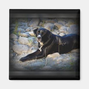 Big Black Pitbull Lab Cross Magneet
